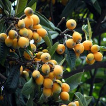 묘목/비파나무/ 실생 3년 포트 KJ276