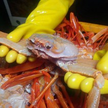 우렁각시 실속 자숙홍게 박달 홍게 3kg 5kg, 02_실속자숙홍게(소)20마리(5~6kg)