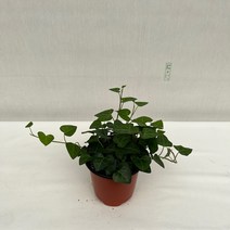 [다은꽃농원]무늬 아이비 하트 아이비 키우기쉬운 실내공기정화식물 인테리어