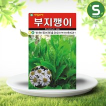 솔림텃밭몰 부지깽이씨앗 100립 부지깽이 섬쑥부쟁이 다년초, 단품
