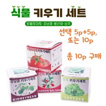 쉬운 식물키우기 재배 키트 방울토마토 강낭콩 봉선화 상추 취미 학습용, 방울토마토5p+봉선화5p