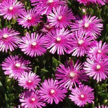 모종/사철채송화(송엽국) 9cm포트/3개 KM962