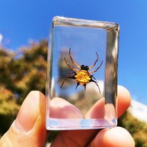 음성인식 ai 스피커 실제 곤충 표본 수지 동물 거미 다양한 게 전갈 풍뎅이 컬렉션 과학 어린이인지 장난, 03 04