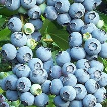 목하원예조경 블루베리 나무 묘목 스타 4년생 결실주