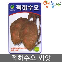 적하수오씨앗 50립, 적하수오