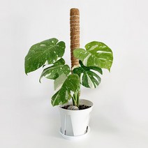 곰팡이 걱정없는 식물지지대 코코봉 수태봉 홈가드닝, 02_60cm, 우드타입/슬림