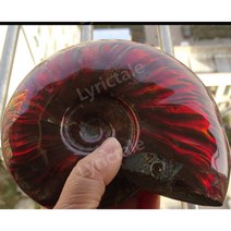 암모나이트 천연 화석교구 과학 장식 수석, C