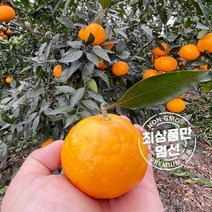 [오늘의마켓] 제주도 고당도 설국향 수라향 신비향 아스키 실속형 로얄과 선물용 3kg 5kg 10kg 13브릭이상, 혼합5kg, 설국향 5kg