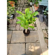 19900 분재형 뱅갈고무나무 중품 40~50cm