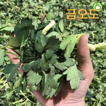 여수금오도 직송 방풍나물 1kg 당일채취 당일발송, 1박스
