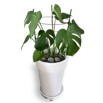 파파가든 식물지지대 5종 토마토지주대 오이 넝쿨 화분 화초 지지대, 높이 45cm