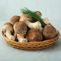 송이버섯 송향버섯 송화버섯 송고버섯 기획상품1kg, 선물용(특품)1kg