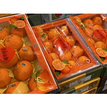 특상품 고당도 제주산 레드향 가정용 선물세트 3kg