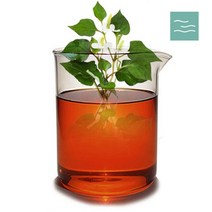 마타바 어성초 추출물 100ml