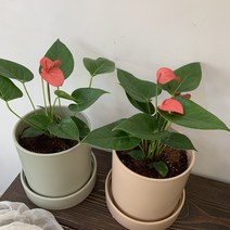 개업화분 안스리움 핑크 바닐라 부산화분배달, 정관읍