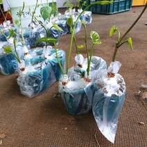 2022년도 하늘마 우주마 열매마 둥근마 모종 1주(포기) 지호네농장, 열매마모종_5(주)