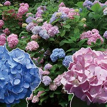 묘목/유럽수국/엔들레스썸머(오리지널 블루)120L포트 W275