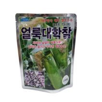 얼룩대학찰 옥수수 2000립 얼룩대학찰 대학찰옥수수 괴산대학찰 옥수수 23년 포장