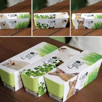 키우기쉬운 고양이풀 캣닢 재배 투톤화분 세트, 밀