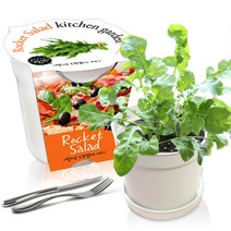 세경팜 컬러키친가든 식물키우기 텃밭세트, 루꼴라