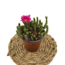 온정농원 썬파워 다육화분 공기정화식물, 1개, 몬스테라소