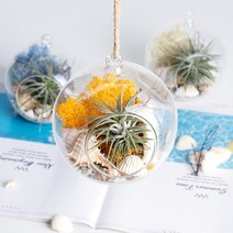 공기정화 천연 가습 DIY 테라리움 틸란드시아 이오난사 스칸디아모스, 모스그린, 행잉볼 DIY