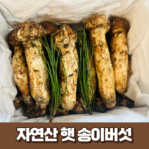 [최고급] 자연산 햇 송이버섯 500g 1kg 국산 산지 직송 생 송이버섯 국내산 명절 추석 부모님 선물세트 (선물박스+황금보자기), 1개, 1kg (개산품-3등품)