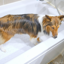 강아지목욕매트 고양이 애견 패드 반려견 욕조 욕실 슬개골 탈구 미끄럼, 화이트