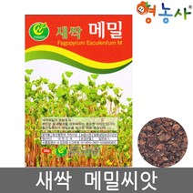 새싹메밀씨앗/30g 새싹씨앗 어린잎채소 메밀 새싹 씨