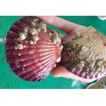 수산물백화점 구이용 완전 맛있는 홍가리비 2kg 3kg 4kg (1kg-25미 내외), 1봉, 가리비3kg