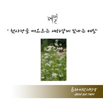 메밀 100g 메밀씨 메밀종자 메밀씨앗