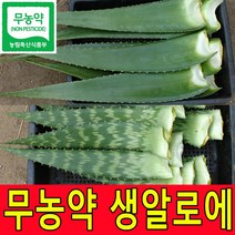 친환경 무농약인증 알로에베라 5kg 2kg 생잎 사포나리아 4kg 2kg 생알로에 농장직송, 1박스, 알로에베라2kg