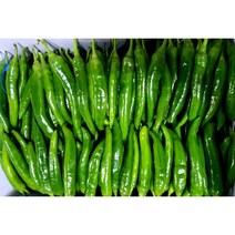(가락시장까망콩) 당일경매 아삭 아삭 신선한 영업용 롱그린고추 10kg