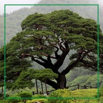 내꽃농원 소나무 키 100cm