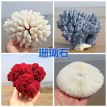 철갑상어키우기 구피암컷 베타암컷 천연 산호 화초 돌패각 소라껍데기 조경 가구 장식, 16 무늬와 색깔