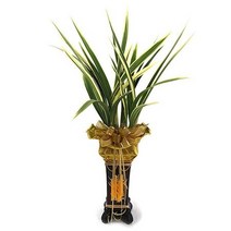 일월반호 동양란 동양난 서양란 서양난 승진, 10000원