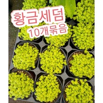 황금세덤 10개묶음/연두색 따글따글 다육식물