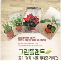 그린플랜트 다육식물 미니 블루세덤