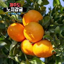 제주 감귤 조생귤 노지귤 귤 3kg 5kg 10kg 10키로 5키로, 노지귤 로얄과 3kg