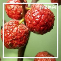 내꽃농원 접목꾸지뽕(가시없는) R4cm