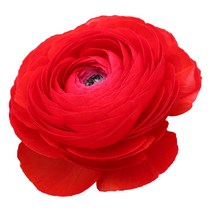 우리화훼종묘(주) 추식구근- 라넌큘러스 로쏘99-5, 2개