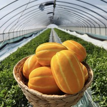 성주참외 당도보장 고당도 꿀참외, 5kg가정용(로얄과)(11~19과)