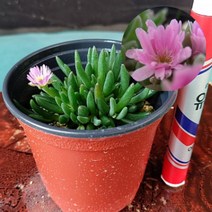 섬기린초 여름꽃 노랑꽃 단풍식물 노지월동식물 기린초 야생화 화분 포트, 1개