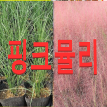 (성실G)핑크뮬리그라스모종(7치 화분) 1개