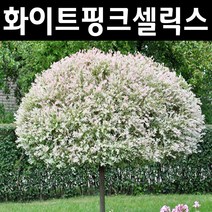 무늬버들(화이트핑크셀릭스) 삽3년 뿌리 3개/나무 묘목/활엽수/정원용