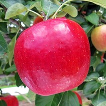 사과나무 묘목 아리수 접목1년 뿌리 특묘 1개