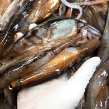 (참바다수산)산지직송 동해안 급냉 통찜용오징어 1kg(7-13미), 통찜용오징어1kg[5-7미]