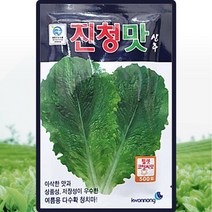 진청맛상추 씨앗 상추 씨 종자 300립, 1개