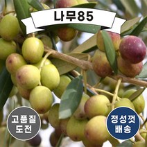 (나무85) 올리브 묘목 시리즈, 1. 아르베키나 포트