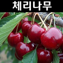 왜성체리/라핀(자가수정) 콜트대목 접목1년 뿌리묘 나무 묘목 1개/유실수/과수